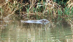 Resident otter on the Bude Canal
