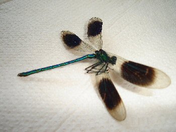 Blue banded Demoiselle 