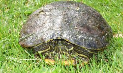 Virworthy Turtle !